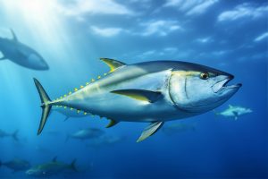 Barramundi